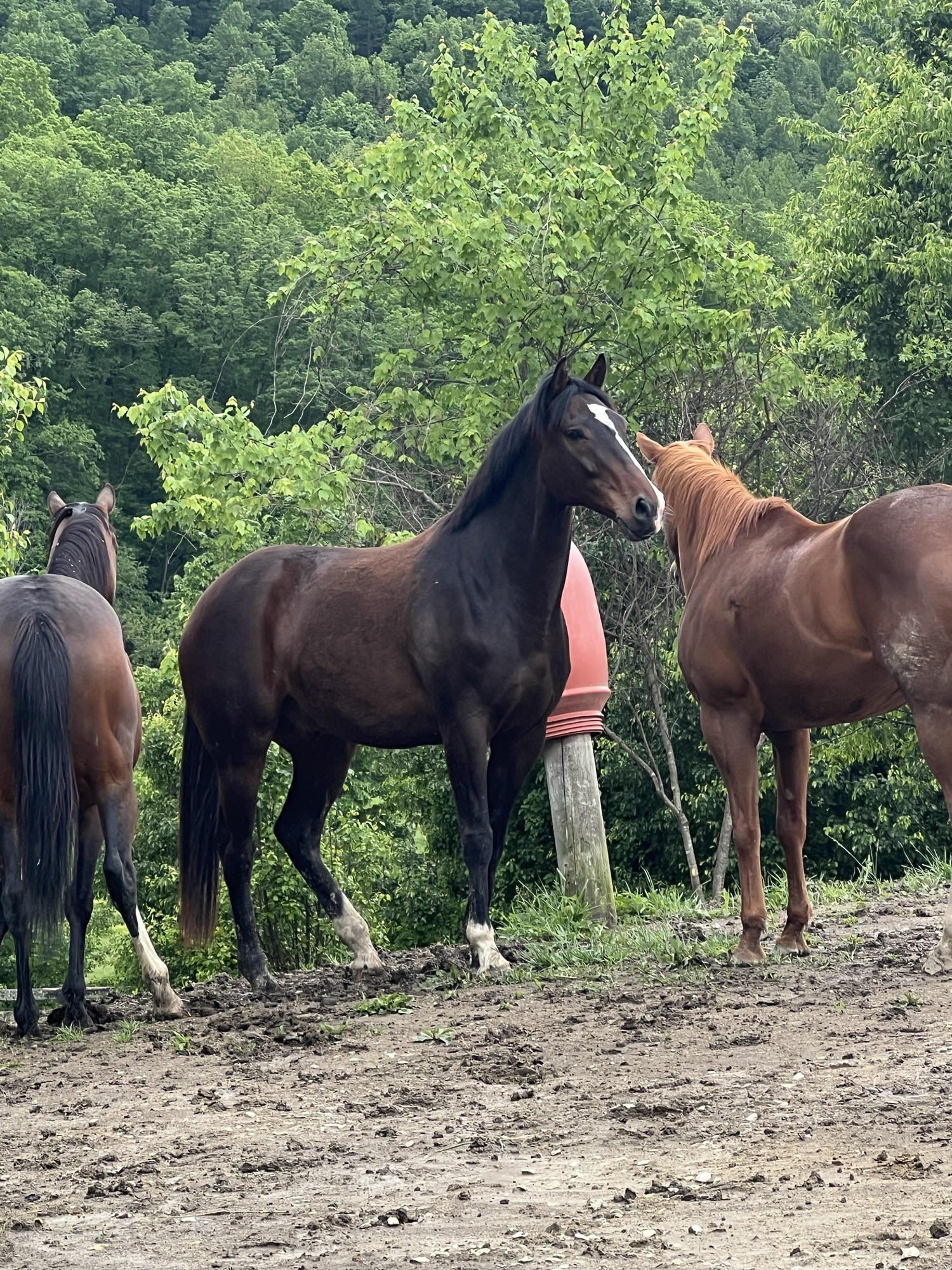 Meet Cabernet—Our Gentle Giant with a Champion’s Heart